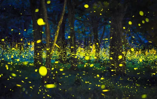 Kajwa Mahostav Bhandardhara