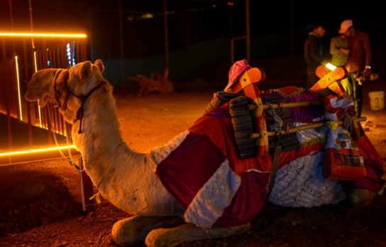 Camel ride activity on campsite